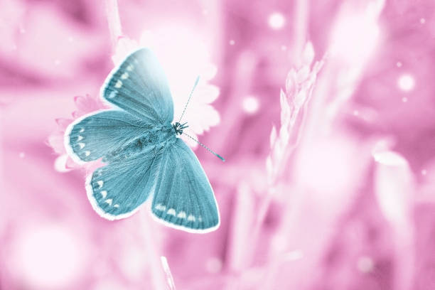 Dreams meadow with flying blue butterfly. Surreal fairytale beauty spring garden, magic morning in enchanted pink fields, magical wild life with soft sun lights bokeh summer wallpaper