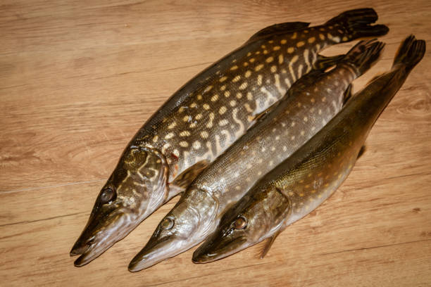 istock Freshly caught fish pike lying on a wooden background 1077333050