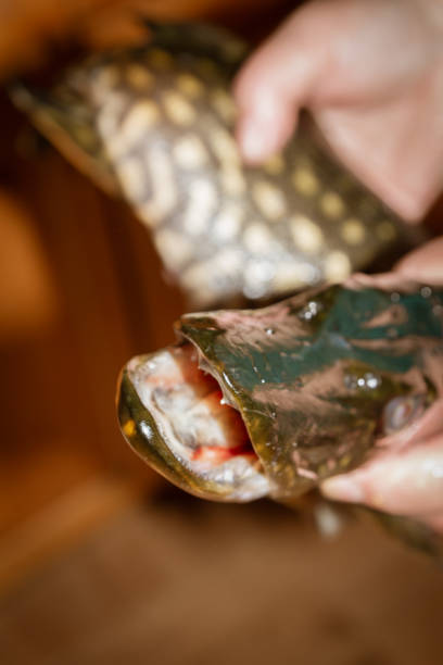 istock Freshly caught fish in his hands with his mouth open 1077333220