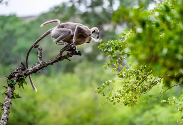 Photo of Langur with a cub jumping on a tree.