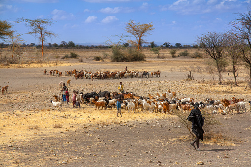 Serengeti, Tanzania - September 20. 2012: Cow cattle driven by Maasai children to drink water. Cow cattle is the main possession of a Maasi family.