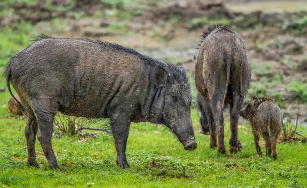 The Family of Indian boar (Sus scrofa cristatus) also known as the Andamanese pig or Moupin pig. Yala national park. Sri Lanka