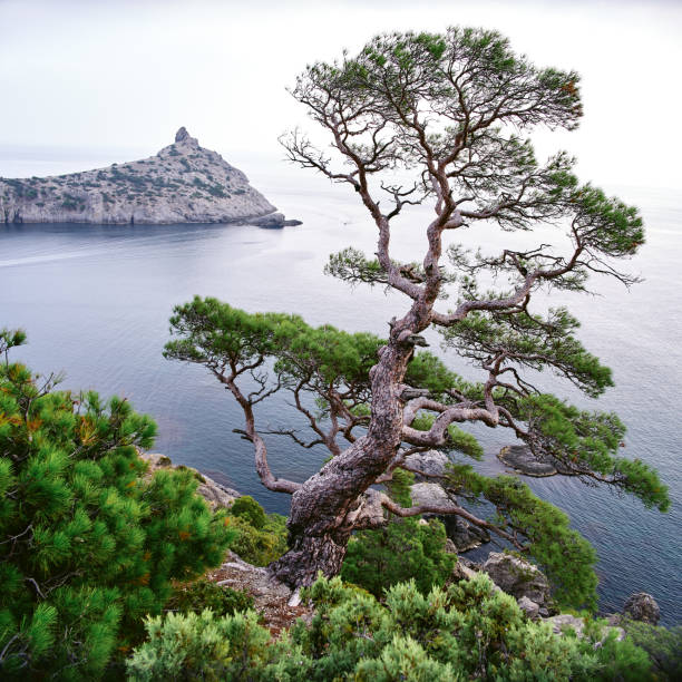 Old pine tree growing on rock, sea and sky background. Crimea