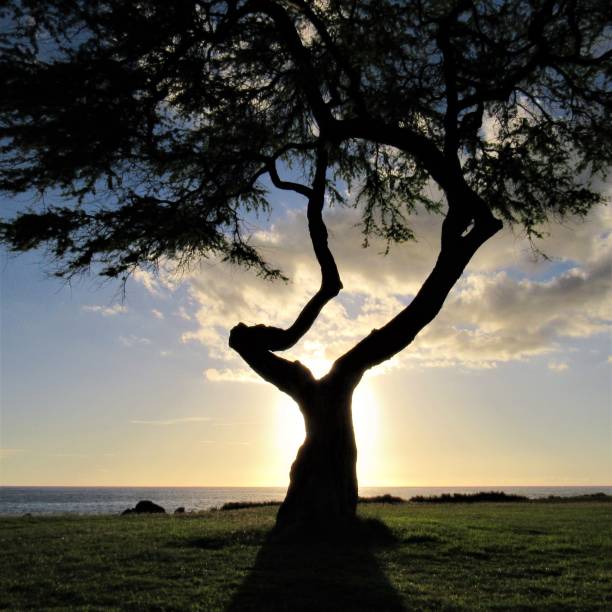 istock Sunset at Nanakuli Beach Park 12 01 2018, Nanakuli, Oahu, Hawaii 1077347804