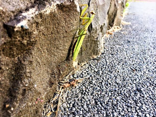 istock Action of Praying mantis  with dynamic feeling 1077349446