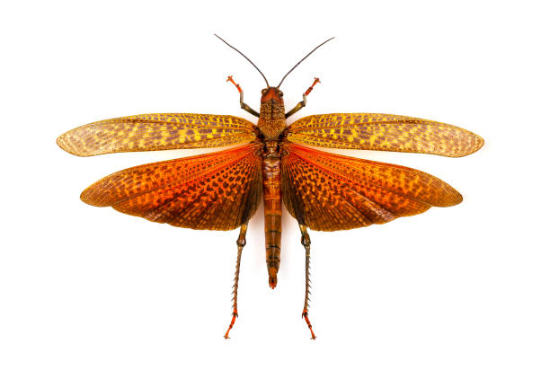 istock Macrophotograph of a large grasshopper on white background 1077349596