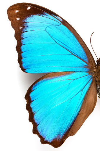 Macrophotograph of the left half of a blue Morpho Menelaus on a white background with shadow