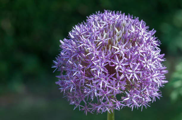 istock purple onion blossom in sun 1077354192