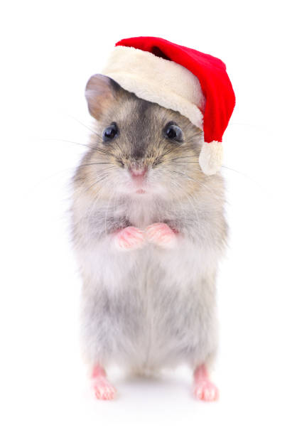 istock Hamster in a red Santa Claus hat. 1077354652