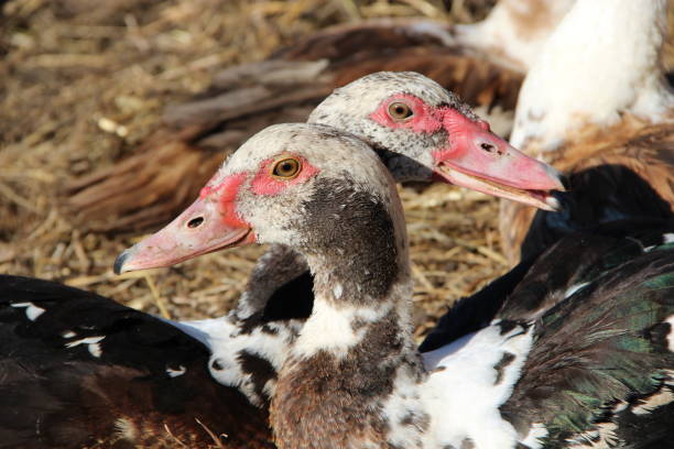 두 muscovy 오리 가금류에 휴식을가지고. 우정을 오리. 부부의 사랑 - 11320 뉴스 사진 이미지