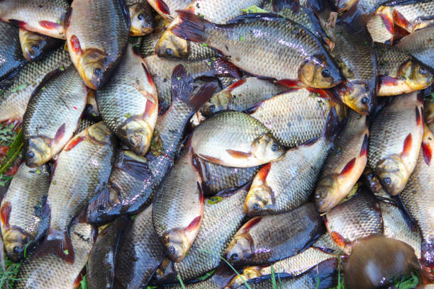 caught crucians. successful fishing. fresh fish carp - 11321 imagens e fotografias de stock
