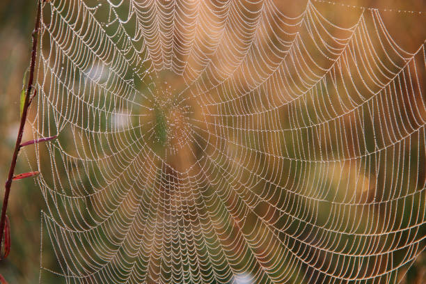 closeup de web de araña con gotas de rocío al amanecer. casa de la araña - 11323 fotografías e imágenes de stock