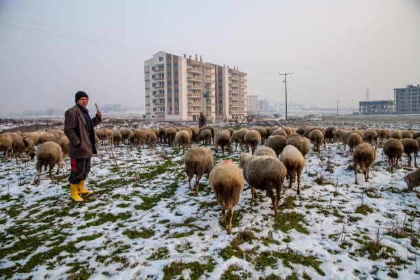 A flock of sheep moves across the steppe to graze. Shot in the steppe on a sunny summer day, Astrakhan region
