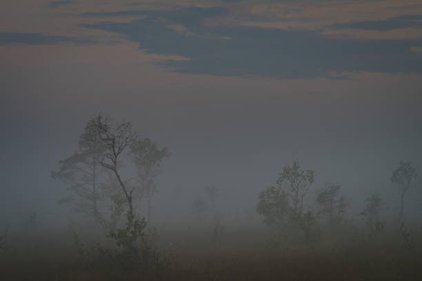 istock Silhouette of tree a foggy morning 1077358084