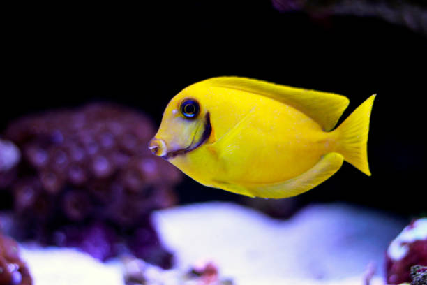 mimic lemon peel tang (acanthurus pyroferus) - rock beauty zdjęcia i obrazy z banku zdjęć