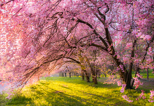 Cherry trees in Inverigo, Italy