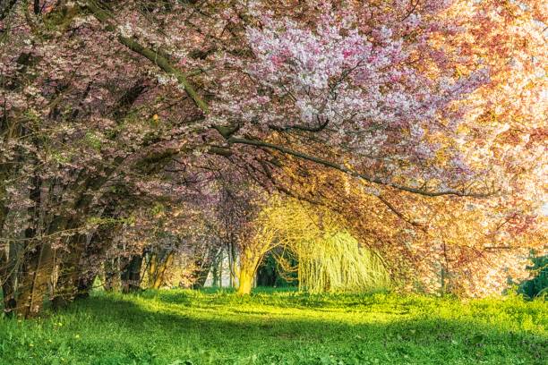 istock Cherry trees in Inverigo, Italy 1077381948