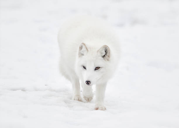 Arctic fox walking in snow Close-up front view of white fox looking for prey white fox stock pictures, royalty-free photos & images