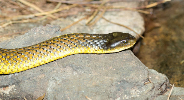 istock coastal taipan snake from Australia 1077386774