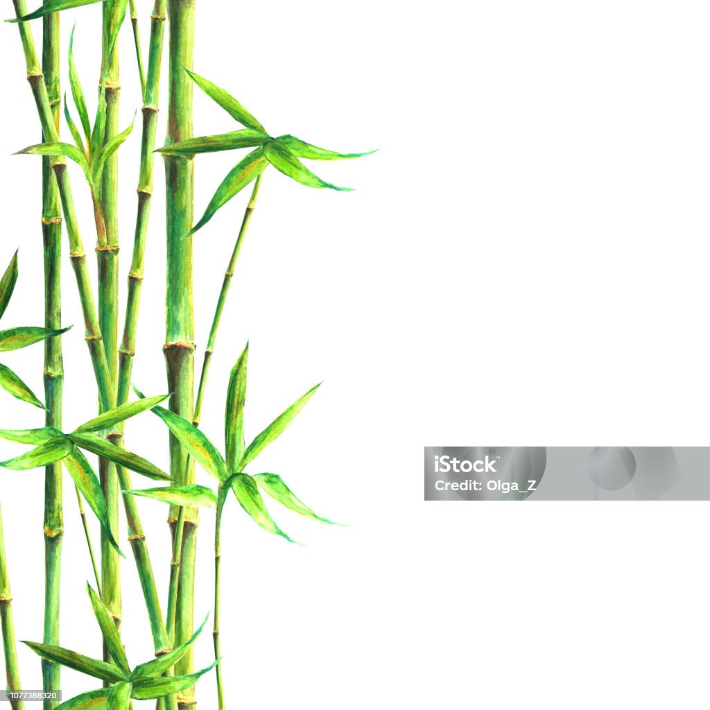 Nền Spa Rừng Tre Tranh Minh Họa Thực Vật Màu Xanh Lá Cây Màu Nước ...