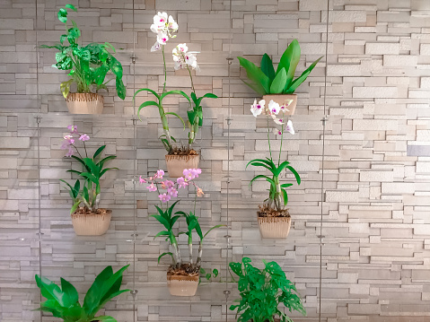 collection,orchid,hanging,bricks,wall,nature,flower,leaf