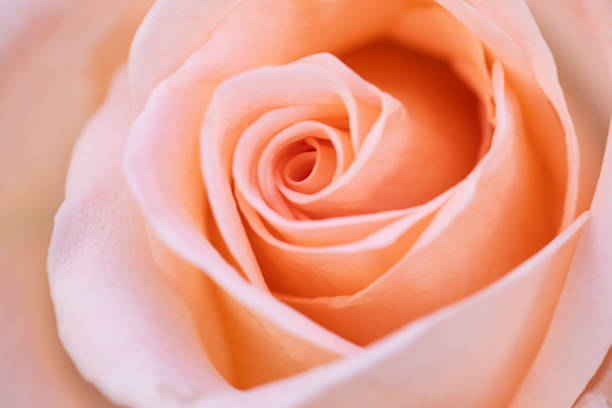 istock close up orange rose flower soft focus. 1077400550