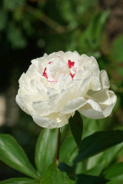 istock Large white peony on a blurred background of green leaves. 1077400610