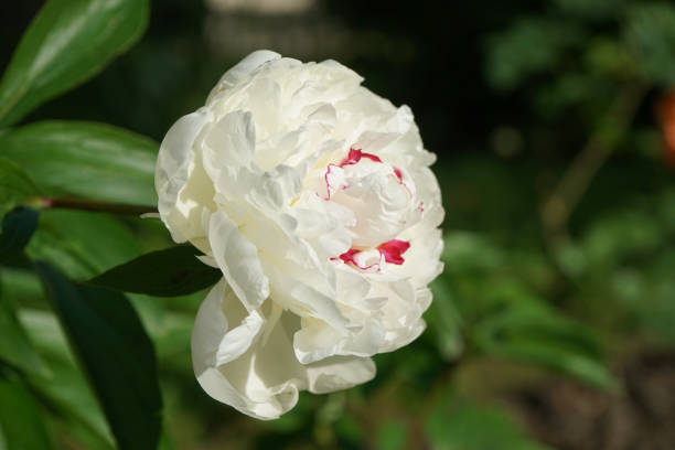 istock Large white peony on a blurred background of green leaves. 1077400638