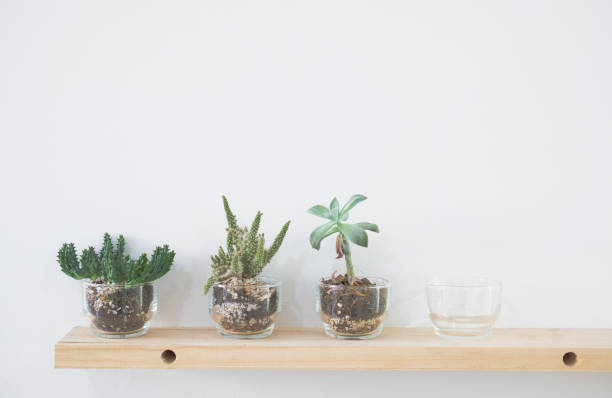 istock succulent cactus plant in pot decorating on wood shelf 1077401752