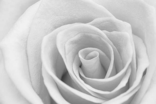 istock Closeup gray rose flower soft focus 1077401796