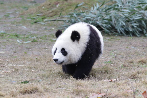 istock Little baby panda is exploring the playground 1077403902