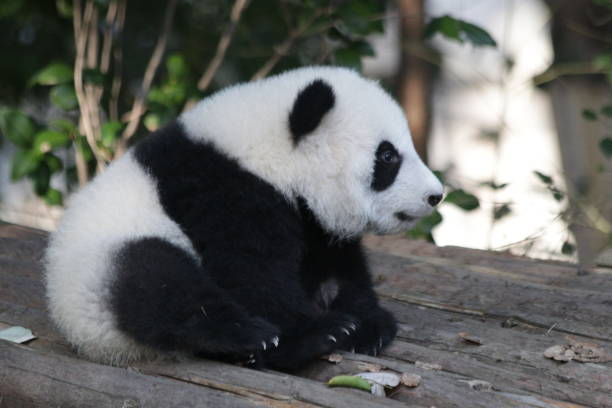 istock Little panda cub in Chengdu panda base, china 1077404138
