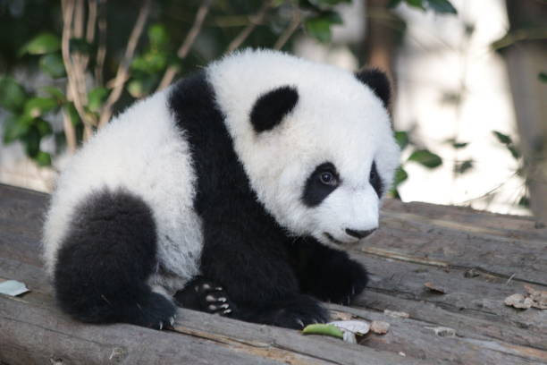 istock Little panda cub in Chengdu panda base, china 1077404218