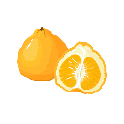 uglifruit isolated on white background. Bright vector illustration of colorful half and whole of juicy uglifruit. Fresh cartoon