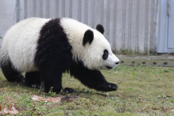 istock Happy Panda Cub in China 1077404466