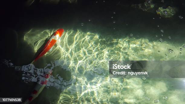 Koi Fish In The Pond Stock Photo - Download Image Now - Japanese Maple, No People, Water Garden