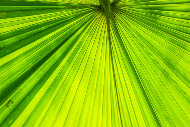 istock Macro detail of green leaf texture. Close up beautiful leaves pattern. 1077411516
