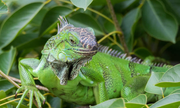 istock Green Iguana  (Iguana iguana) takes to a tree branch. 1077420684