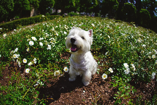 Cute West Highland White Terrier dog sitting outdoors in a flowerbed in summer. Wide angle view