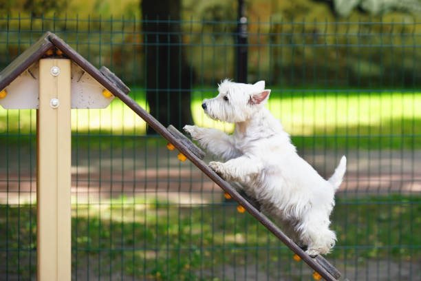 игривый уэст-хайленд белый терьер собака ходить на-кадр ловкость пандус в городском парке собак летом - westy стоковые фото и изображения
