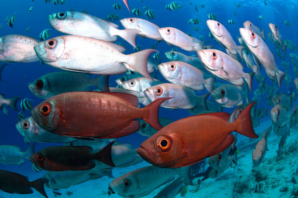 istock Lunartail Bigeyes, Maldives 1077433816