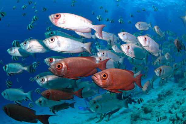 istock Lunartail Bigeyes, Maldives 1077434132