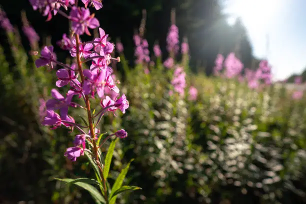 Fireweed along the highway on the Olympic Peninsula, outside Olympic National Park, Washington
