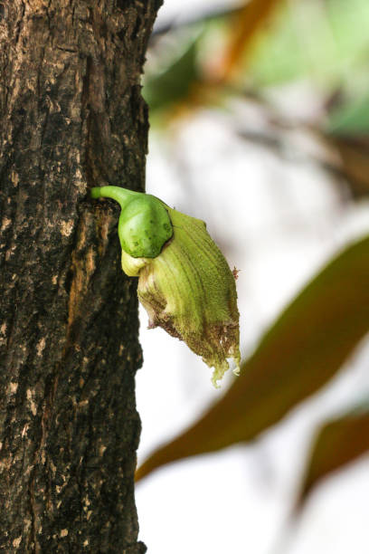 istock Wild calabash at garden 1077451412