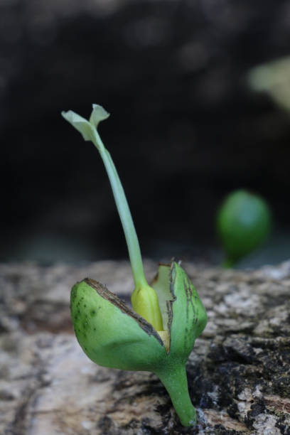 istock Wild calabash at garden 1077451572