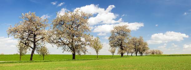 istock alley of cherry trees white flowering 1077457842
