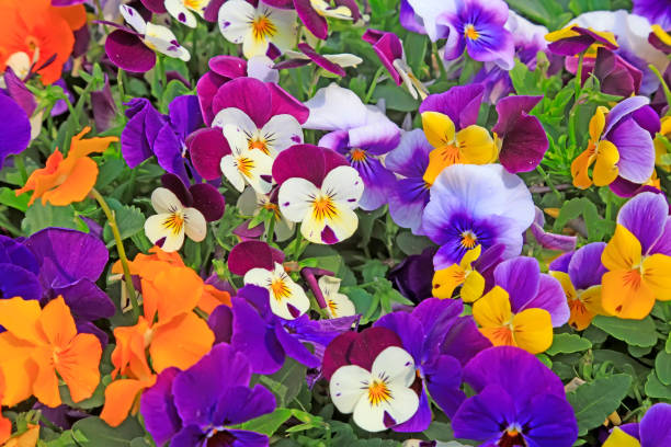 istock Viola cornuta flowers the garden corner 1077459256