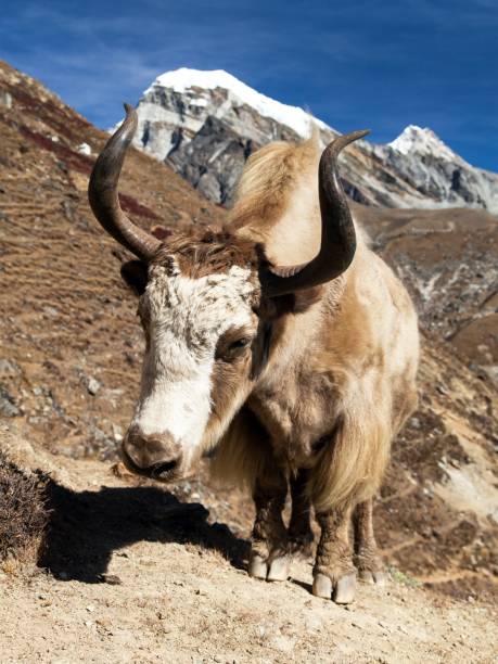 istock Yak on the way to Everest base camp - Nepal Himalayas 1077459324