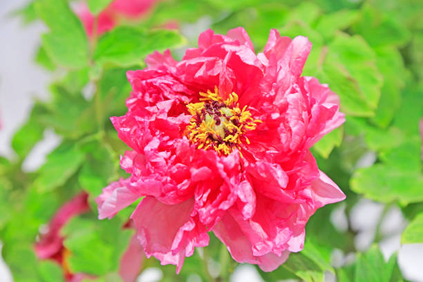 istock Subshrubby peony flower in the garden 1077459338