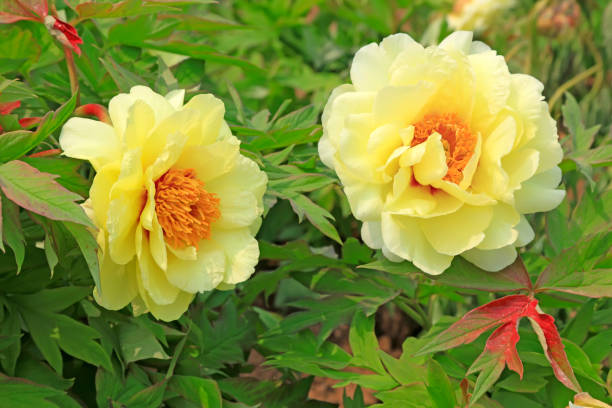 istock Peony flower in the garden 1077459354